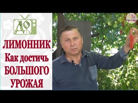 ЛИМОННИК - делюсь СЕКРЕТОМ БОЛЬШОГО УРОЖАЯ