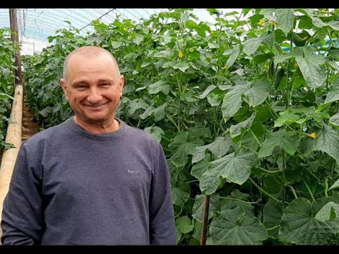 Как вырастить ранний огурец? Ошибки выращивания