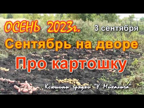 Осень Сентябрь. Про картошку 2023 г.