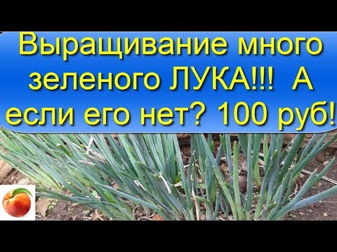 Как вырастить много Зеленого лука