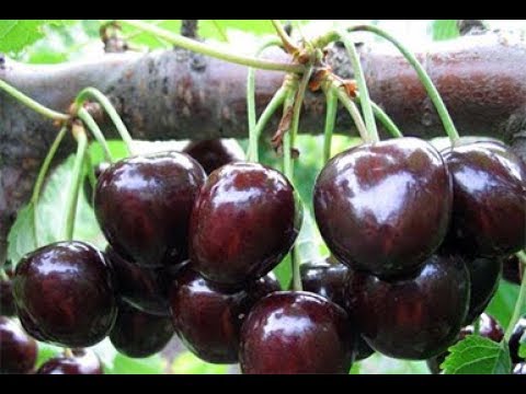 Посадка черешни из косточек часть1 23 октября 2017г.