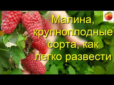 Малина, как получить много , крупноплодные сорта, укоренение, три сорта замечательной малины