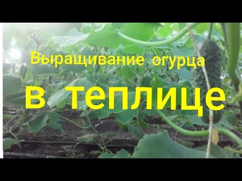 Выращивание огурца в теплице #выращивание #огород #subscribe #землядел