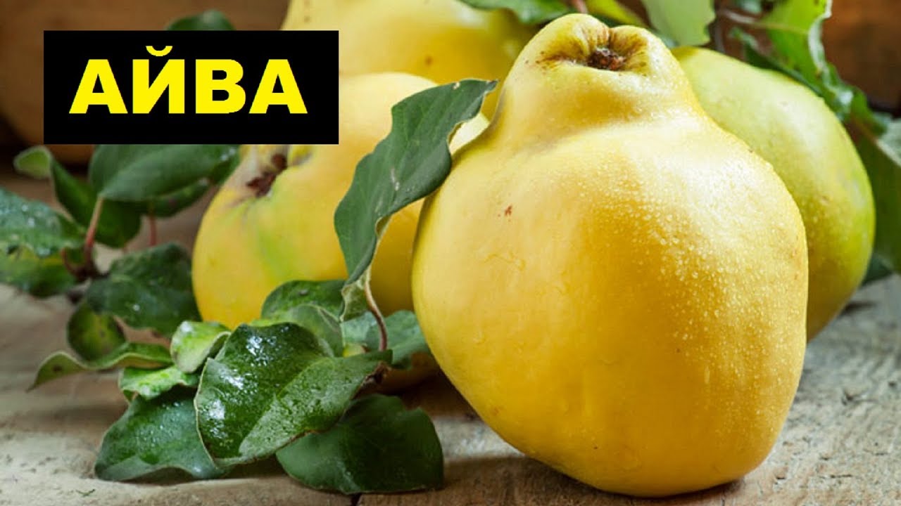 Выращивание айвы как бизнес идея