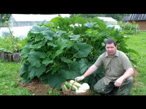 Выращивание кабачков, цуккини и патиссонов хитрым способом