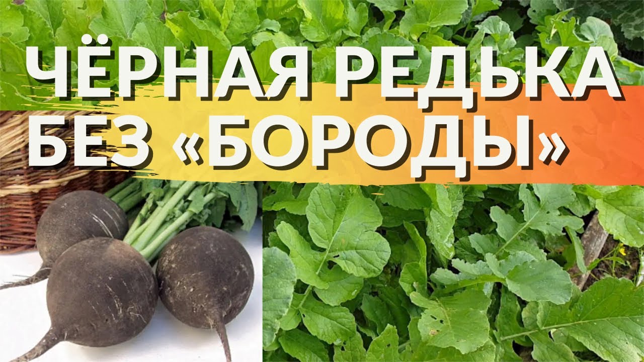 Черная редька Посадка и Уход. Простые правила выращивание редьки с отличным результатом.