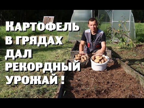 Картофель в грядках дар рекордный урожай!