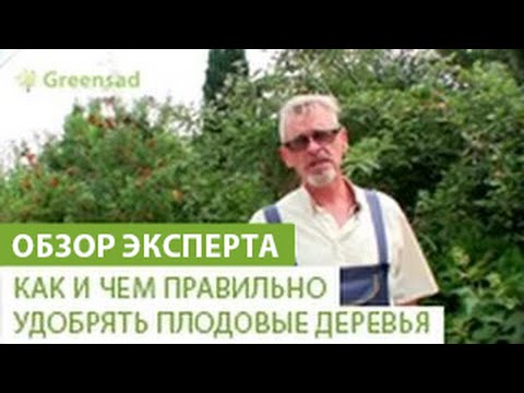 Как и чем правильно удобрять плодовые деревья