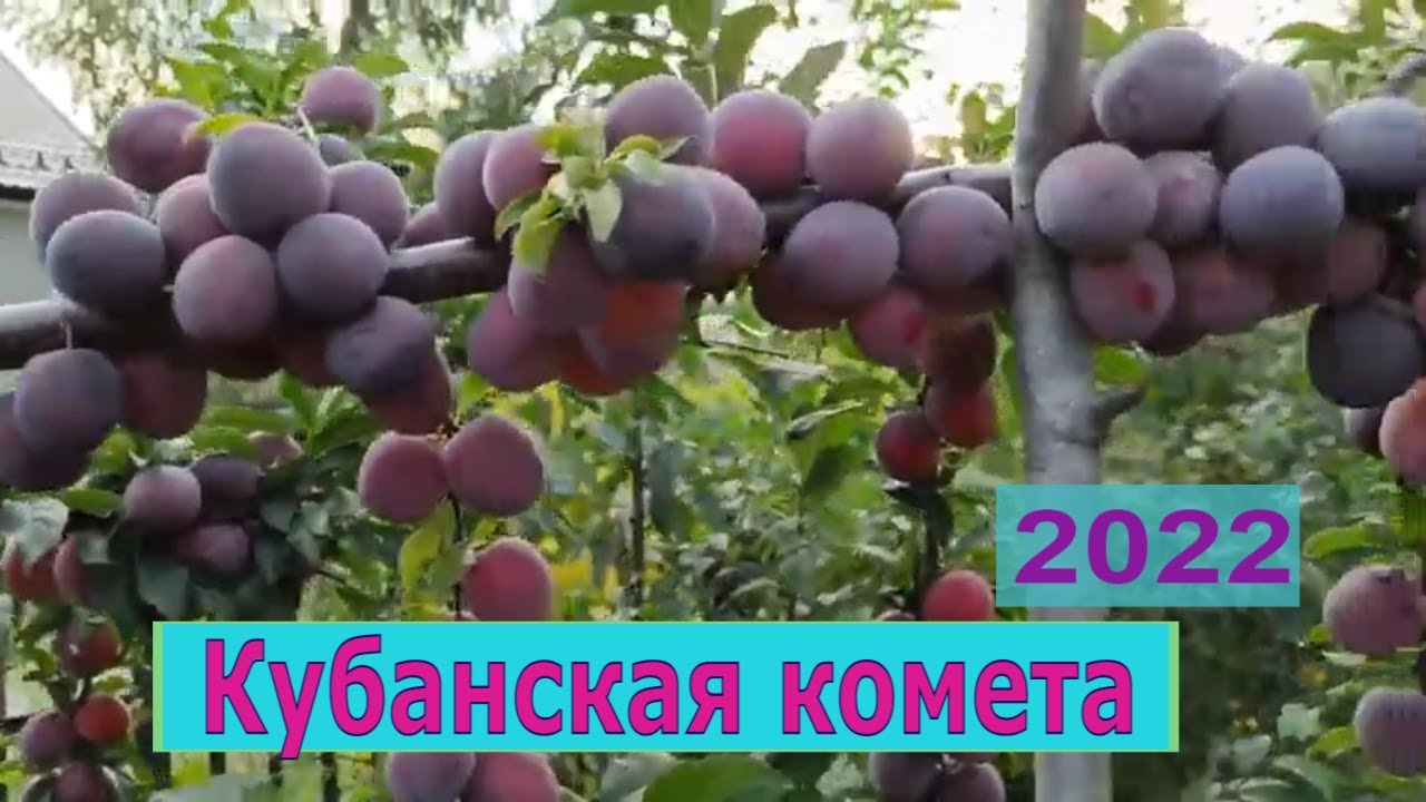 Кубанская комета алыча в Подмосковье 2022г
