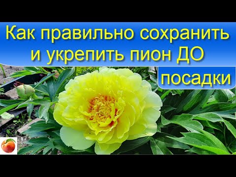 Как правильно сохранить и укрепить Пион ДО высадки Купленные пионы Ито-гибрид Желтые пионы