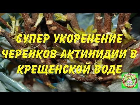 Секрет получения саженцев из черенков актинидии который никто не знает