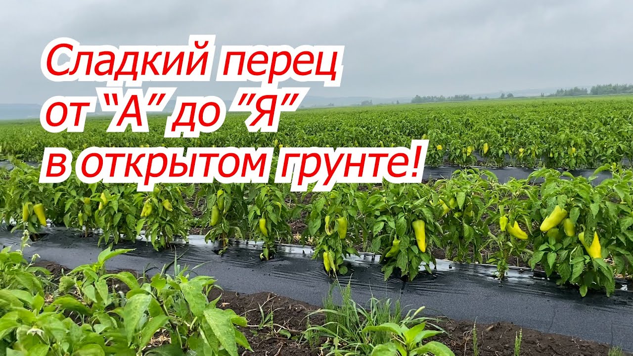 Выращивание сладкого перца на поле от А до Я! Сроки, схемы, поливы, подкормки,и т.д.