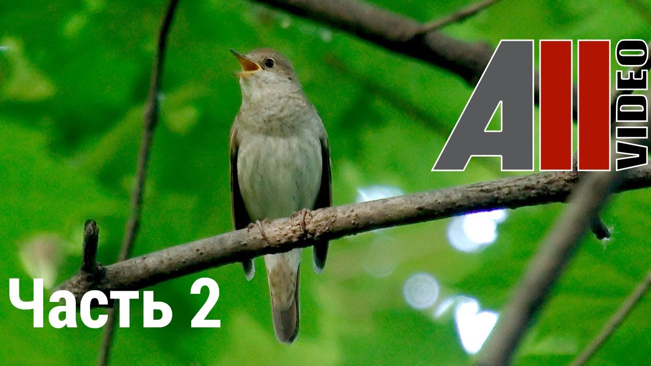 птицы 1