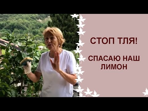 Спасаем комнатный лимон от вредителей