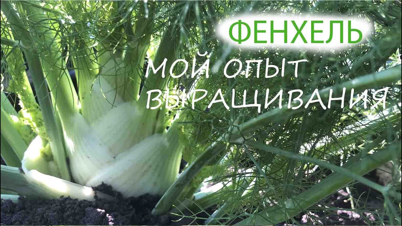 ФЕНХЕЛЬ | МОЙ ОПЫТ ВЫРАЩИВАНИЯ