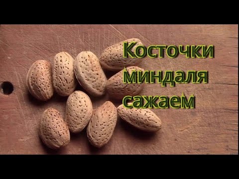 Миндаль. Сажаем косточки миндаля.