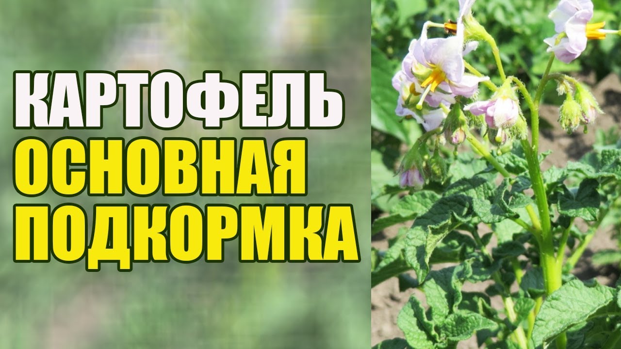 Основная калийная подкормка картофеля в фазе цветения