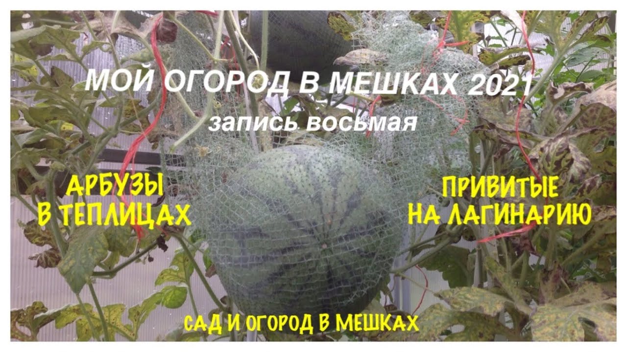 МОЙ ОГОРОД В МЕШКАХ 2021. Запись №8. Выращивание АРБУЗОВ, привитых на ЛАГИНАРИЮ, в МЕШКАХ.