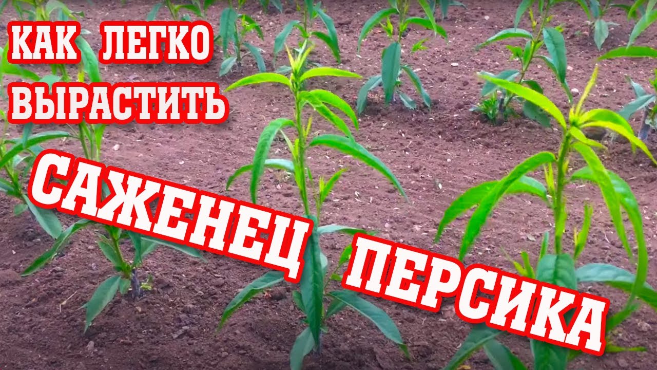 Как вырастить саженец персика с нуля / Весенние работы с окулировкой / peach seedling from scratch