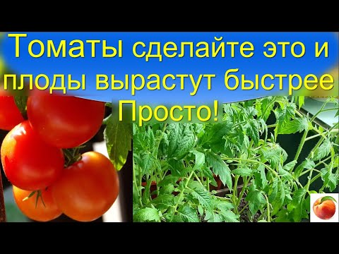 томаты как вырастить чтобы получить сразу двойной урожай! просто!