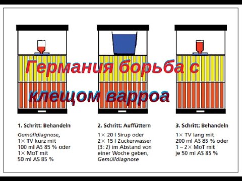 Клещ варроа подробная инструкция по обработке