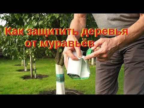 Как защитить плодовые деревья от муравьёв