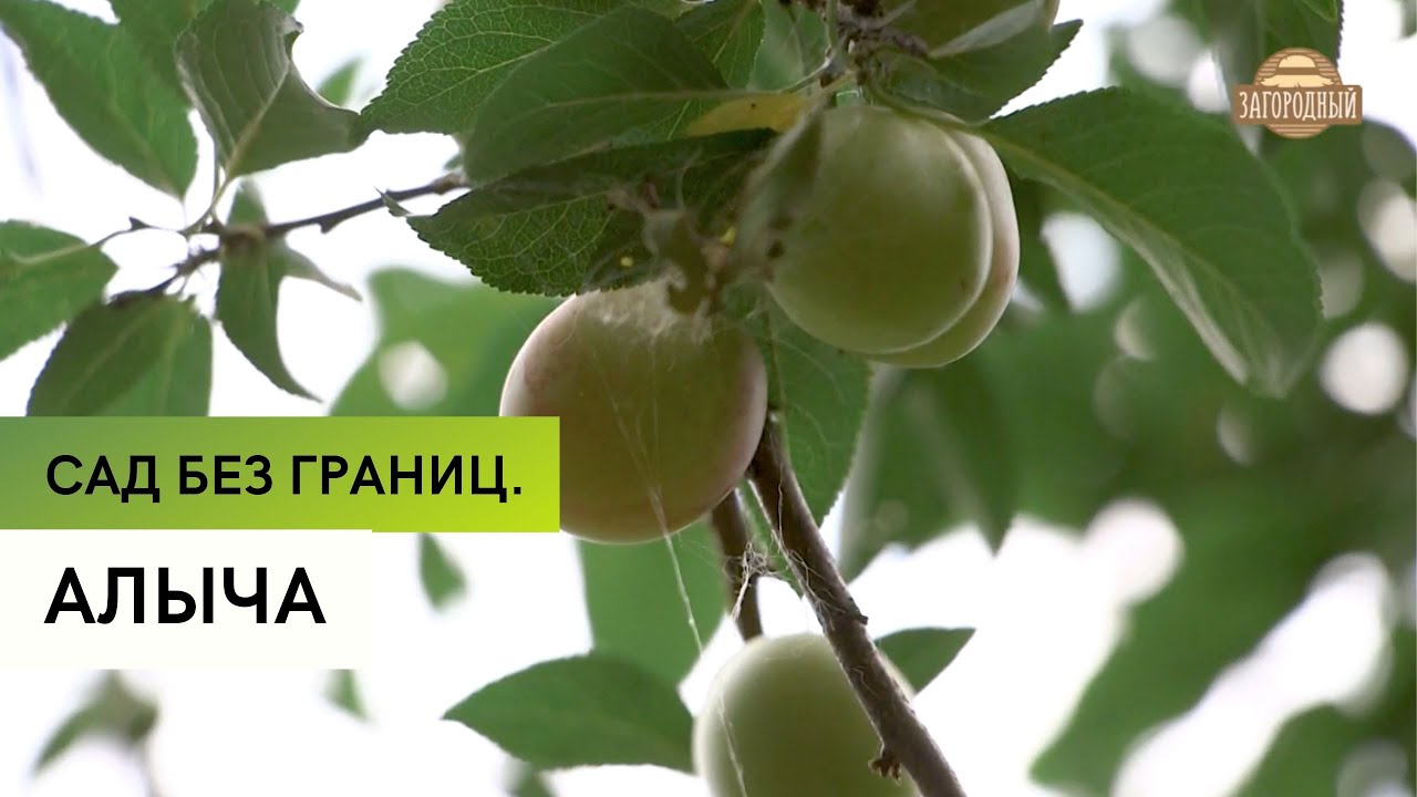 Выращивание алычи \ Сад без границ