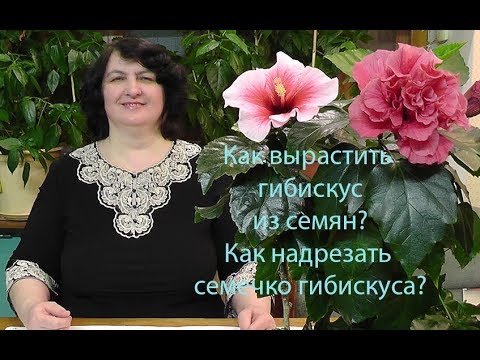 Как вырастить Гибискус из семян? Как надрезать семечко Гибискуса? фильм Ольги Пряниковой