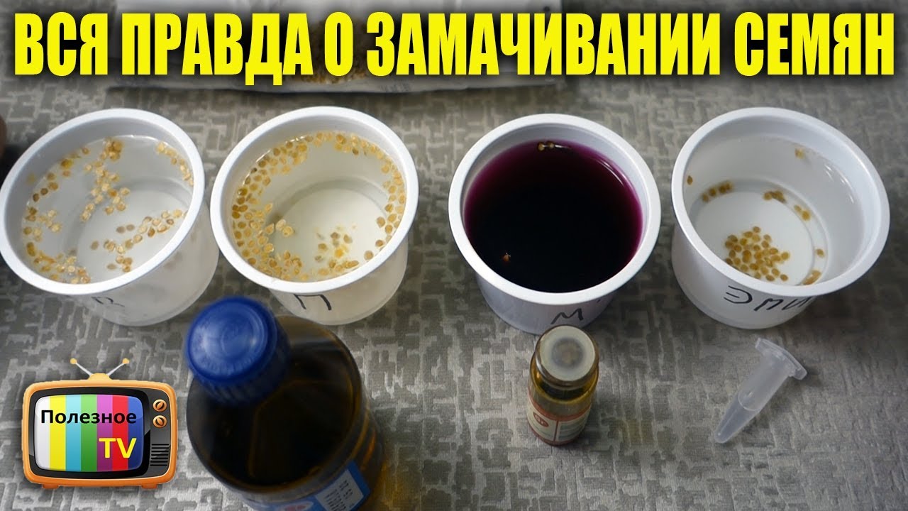 ЗАМАЧИВАНИЯ СЕМЯН В ЭПИНЕ, ПЕРЕКИСИ, МАРГАНЦОВКЕ И ВОДЕ