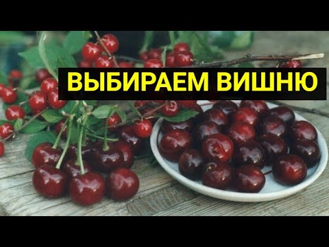Как правильно выбрать для посадки сорт вишни, который ничем не разочарует
