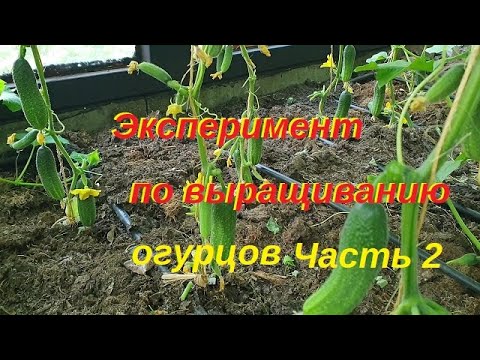 Эксперимент с выращиванием огурцов Часть 2