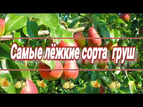Топ-5. Лёжкие сорта груш