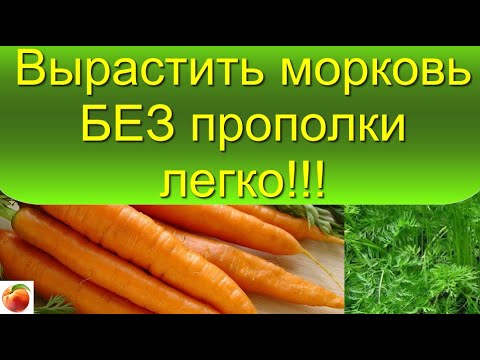 Морковь, Как вырастить морковь без прополки - да легко!! Чистые грядки