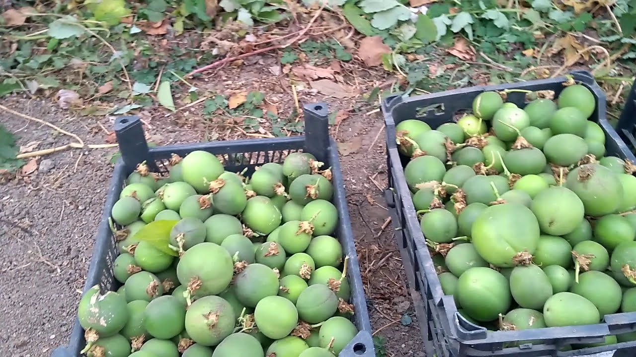 Маракуйя северная (Пассифлора инкарнатная). Урожай собираю ящиками