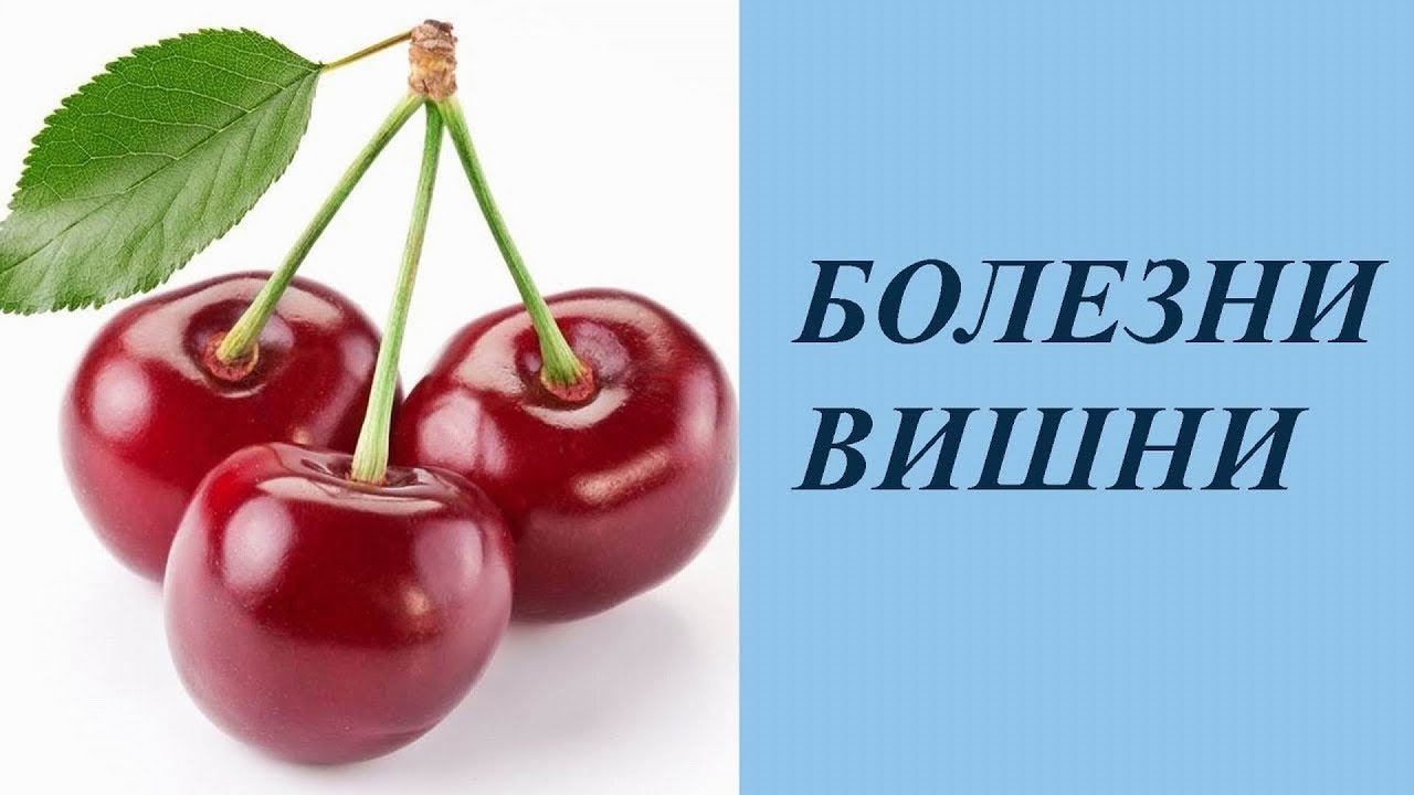 Болезни вишни и методы лечения