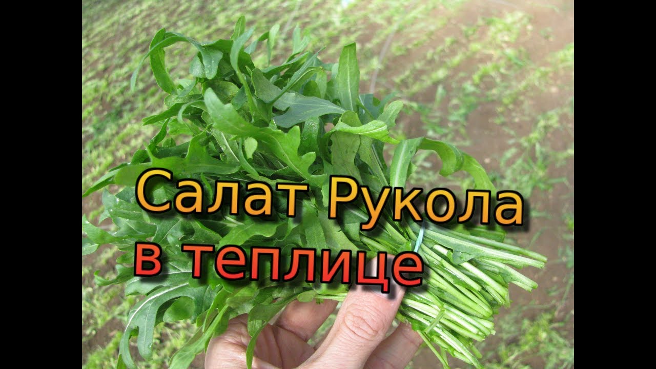 Салат рукола в теплице. Секреты выращивания руколы от фермера! Как выращивать руколу. Рукола