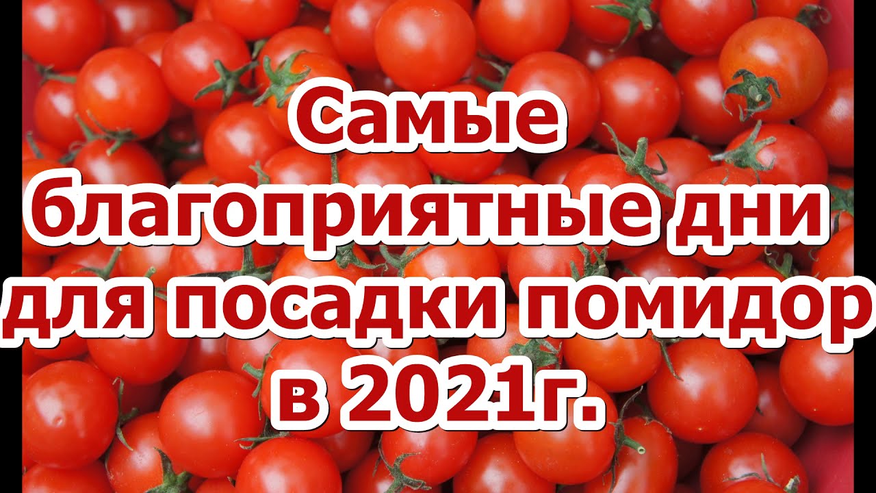 КОГДА СЕЯТЬ ТОМАТЫ В 2021 ГОДУ? Не спешить сеять слишком рано! Посев по лунному календарю!