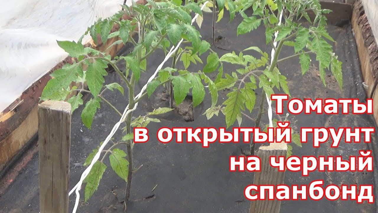 Высадка томатов в открытый грунт на черный спанбонд