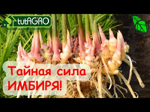 Сажаем имбирь... в теплицу. Живая мульча!