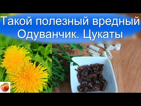 Одуванчик! такой полезный и вкусный если правильно приготовить! Цукаты - просто, быстро и вкусно!