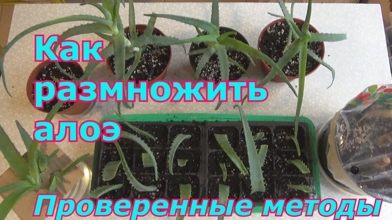 Как правильно размножить и пересадить алоэ (столетник) в домашних условиях. Проверенные способы.