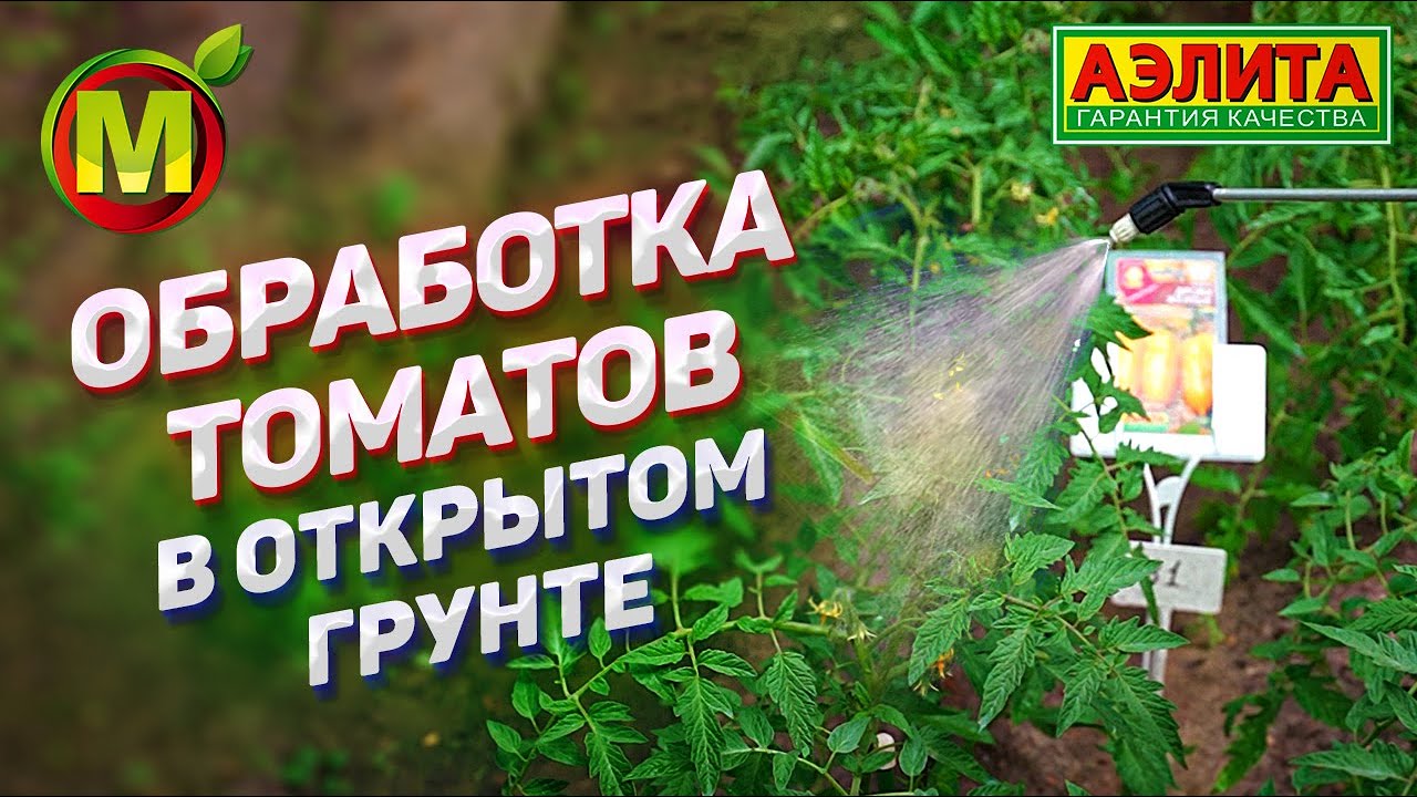 ЧЕМ ОБРАБОТАТЬ ТОМАТЫ в открытом грунте? Профилактика фитофторы и других болезней.