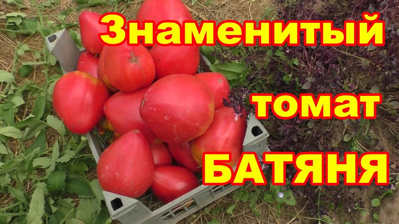 Обзор знаменитого томата Батяня, за все лето