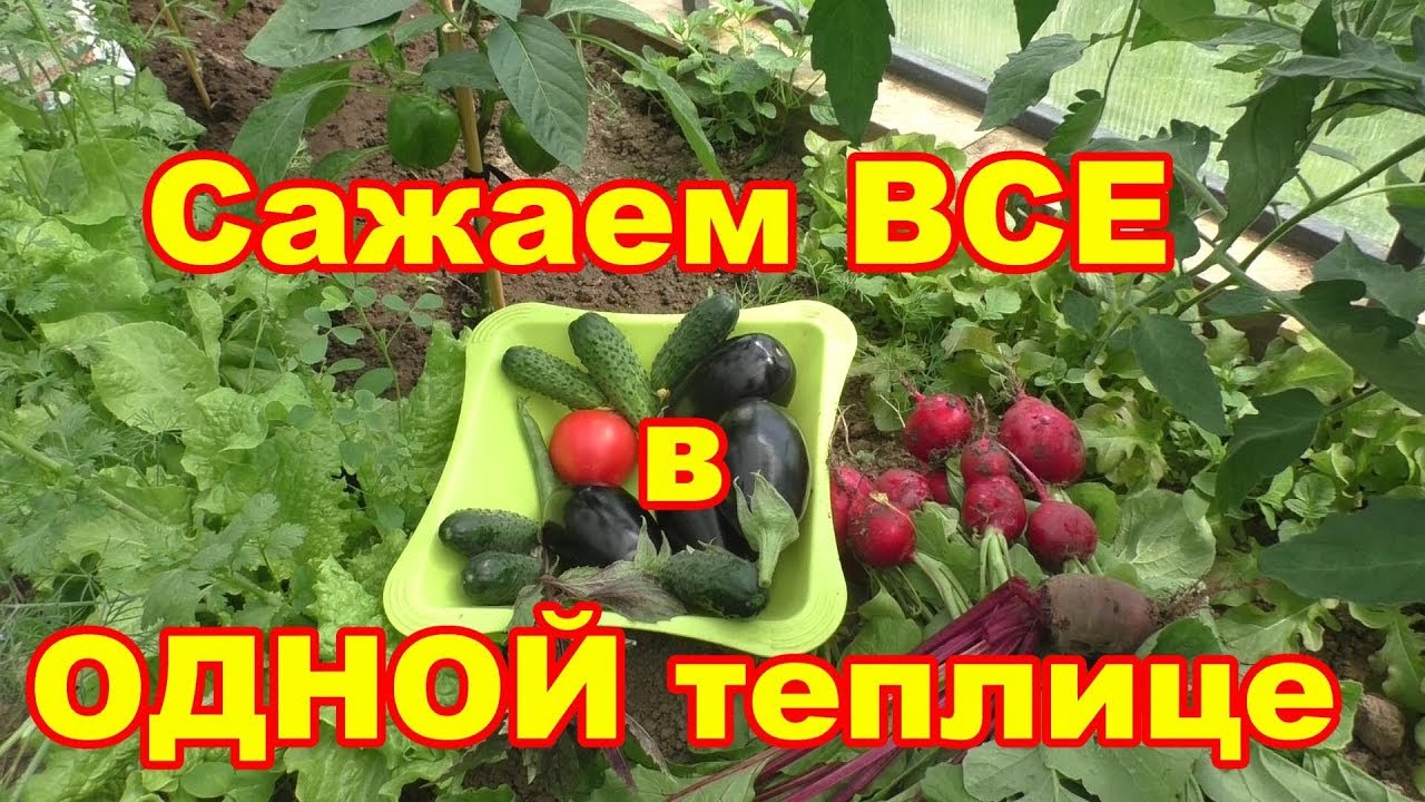 В конце мая все овощи собирем в одной теплице!