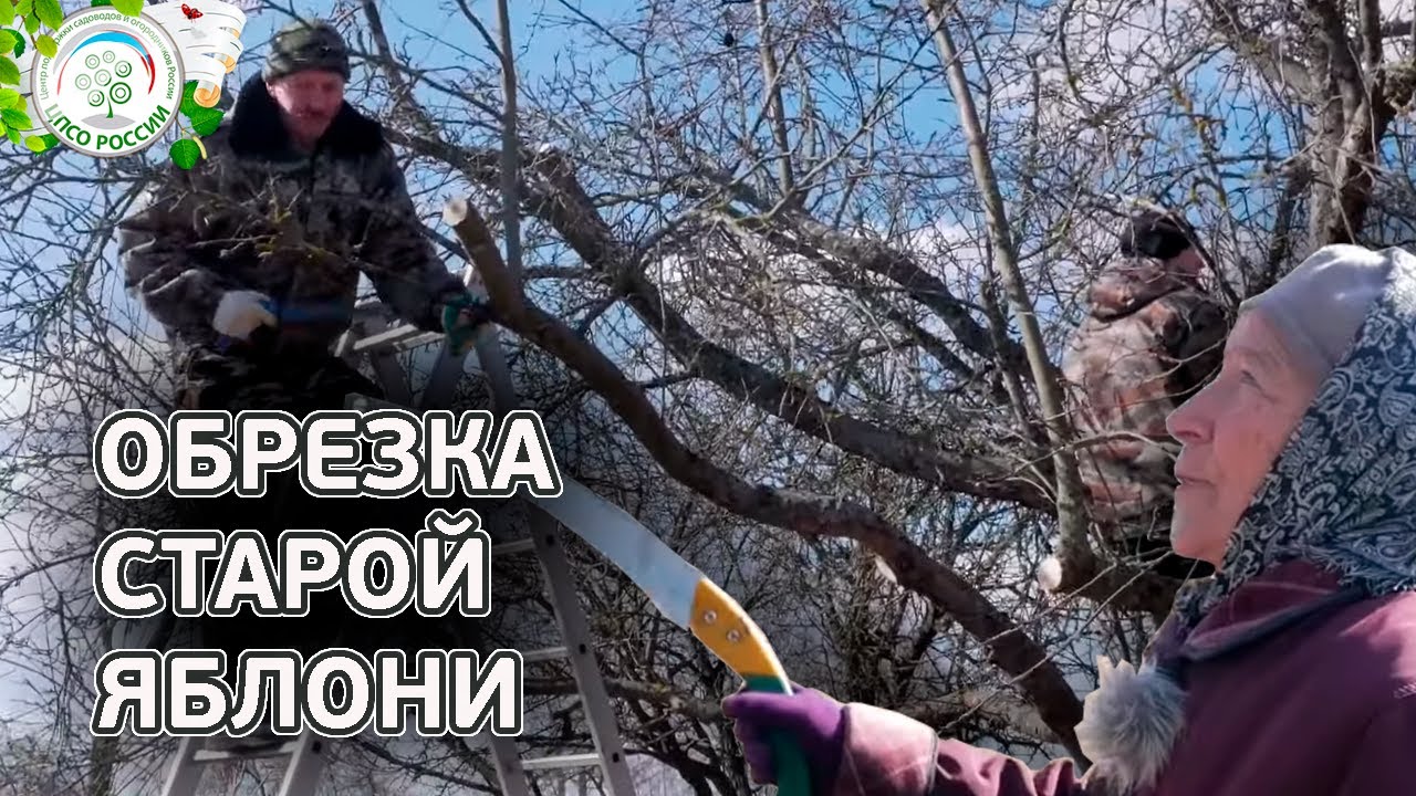 Обрезка яблони. Как обрезать старую яблоню весной
