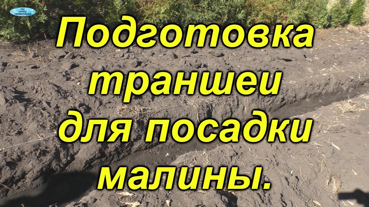 Малина. Правильная подготовка траншеи для посадки.