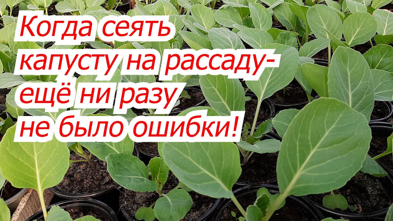 Когда сеять капусту на рассаду- точные сроки для любого региона!