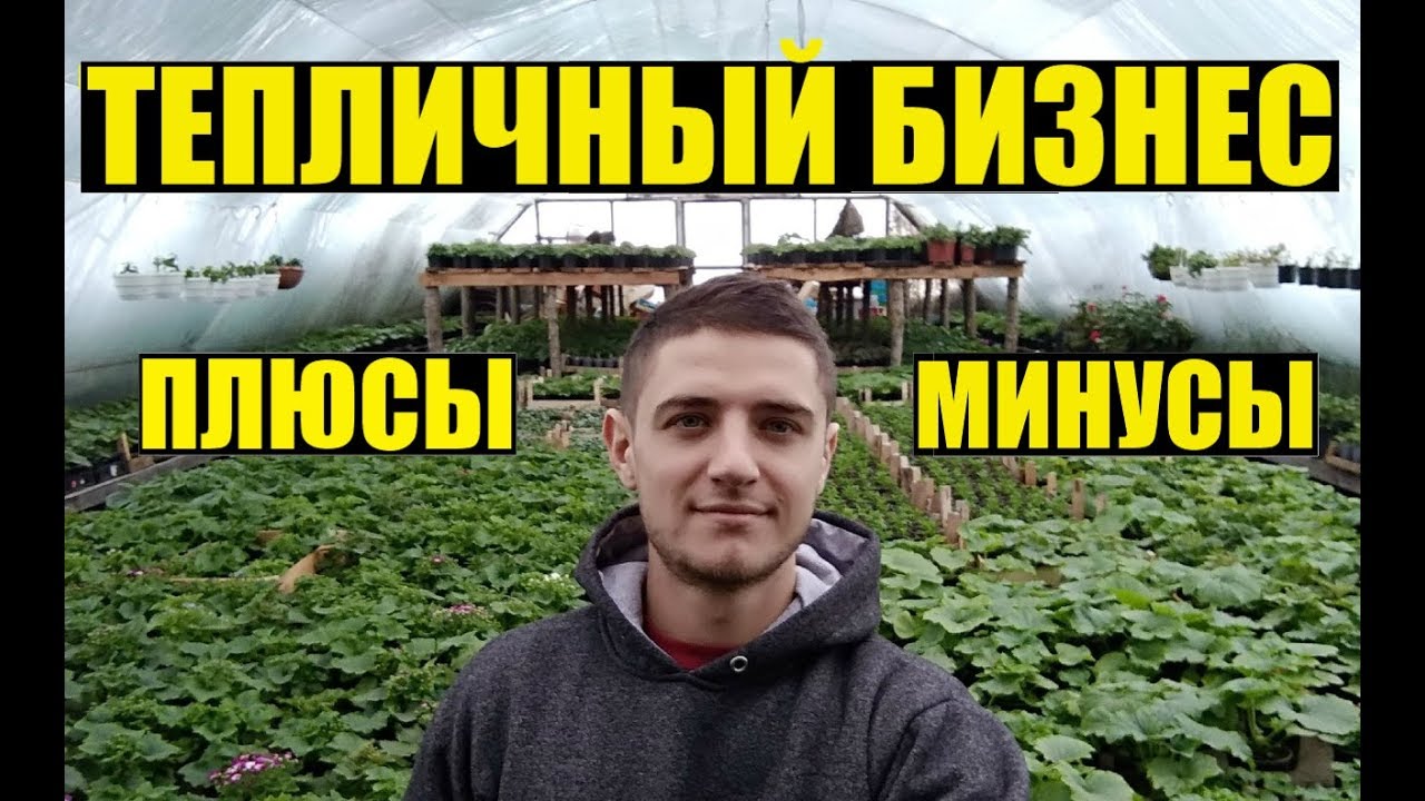 Тепличный бизнес. Плюсы и минусы.