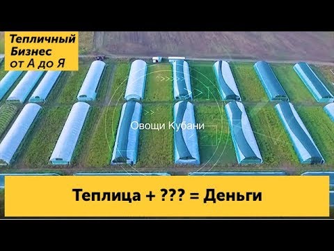 Что выгодно выращивать на продажу в теплице круглый год? Рентабельный тепличный бизнес