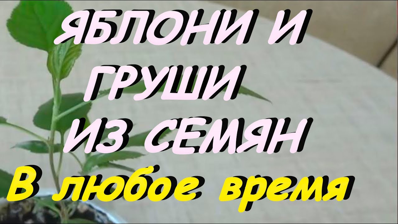 КАК ВЫРАСТИТЬ ИЗ СЕМЯН ЯБЛОНИ И ГРУШИ. ВЫСОКАЯ ВСХОЖЕСТЬ.